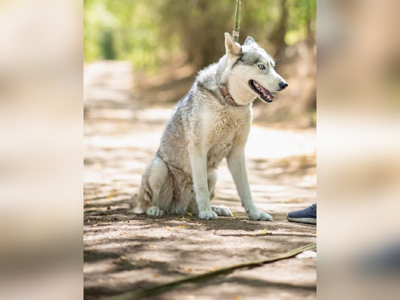 Shrei – ein hübscher Husky-Rüde sucht sein passendes Rudel