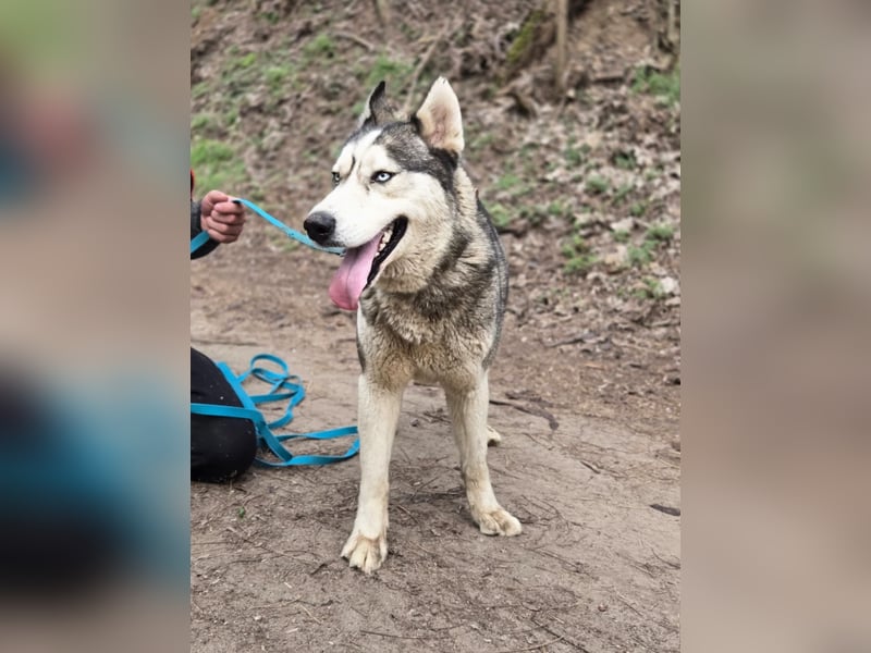 Mylo BE – intelligenter Husky-Mix mit Entwicklungspotenzial 