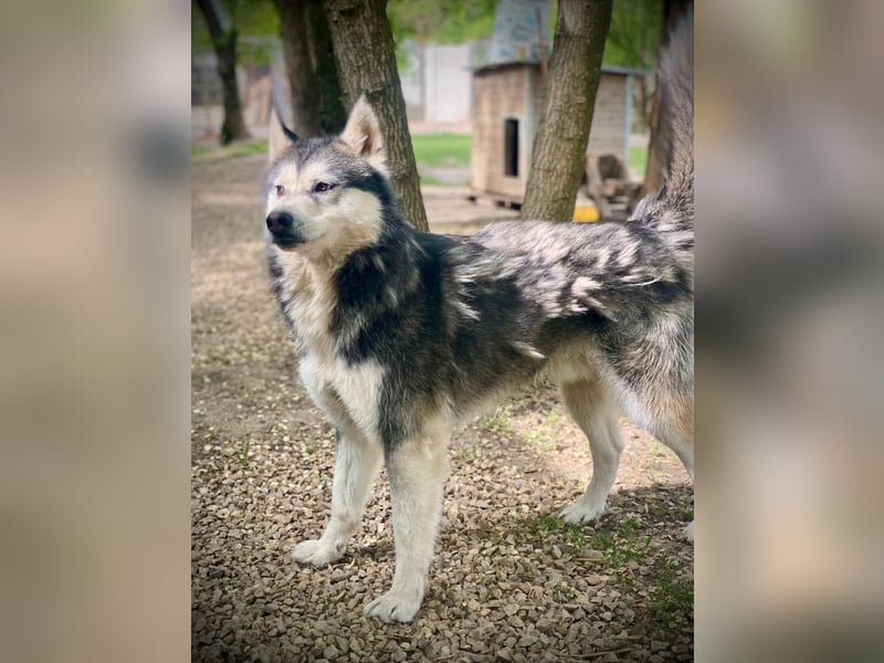 Magnus SI – Vorsichtiger Husky auf dem Weg zurück ins Leben