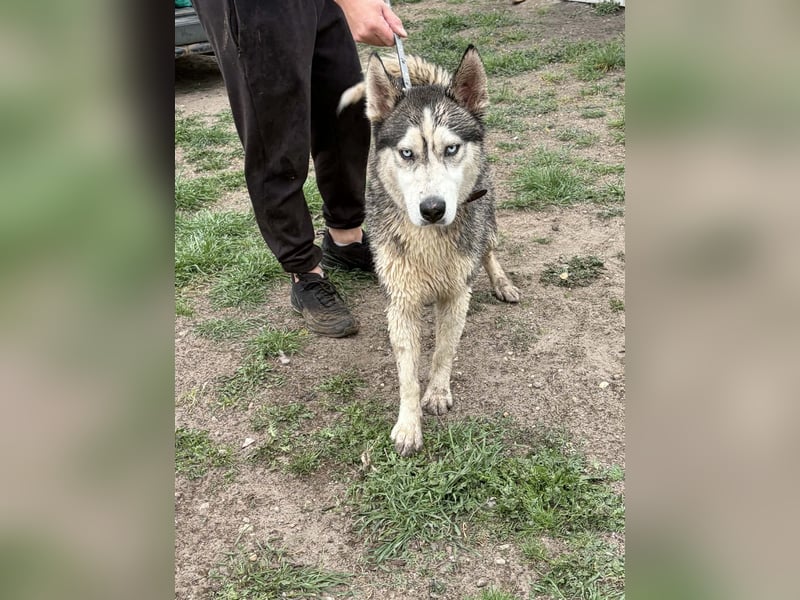 Mylo BE – intelligenter Husky-Mix mit Entwicklungspotenzial 