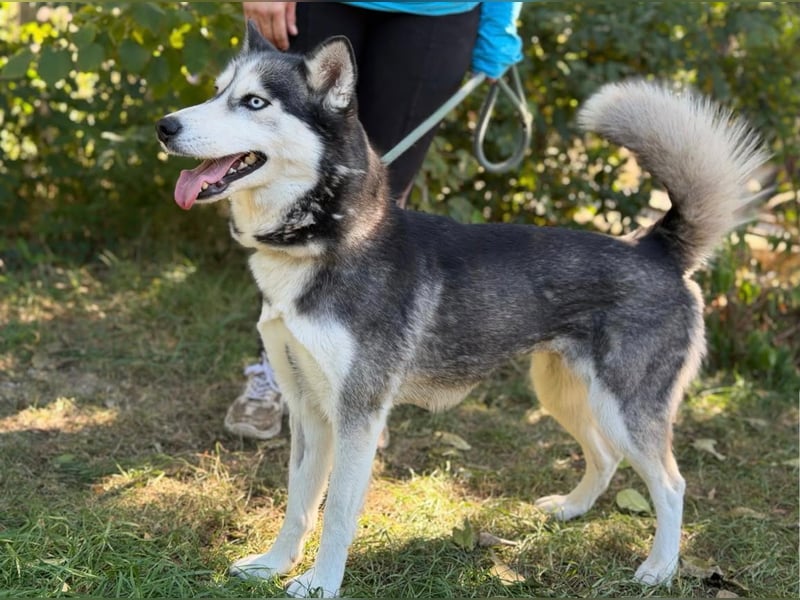 Maya – eine lebensfrohe Husky-Dame sucht ihr Für-immer-Zuhause