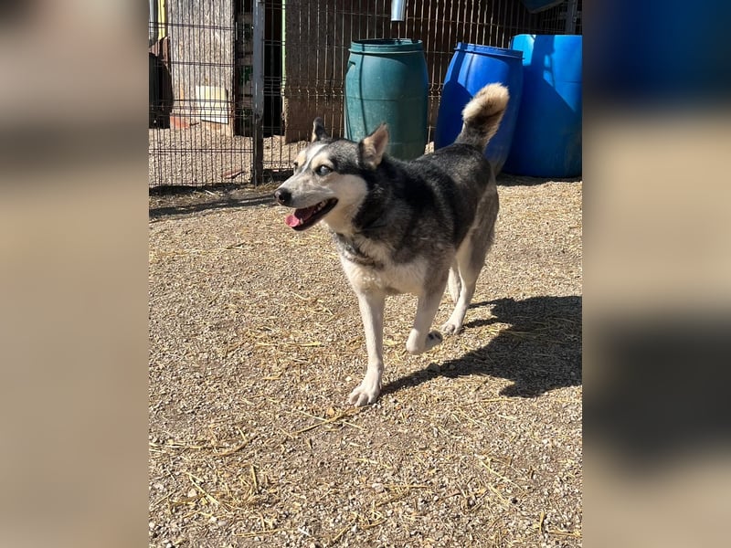 Dakota-VA – Schönheit mit Husky-Charme sucht Rasseliebhaber