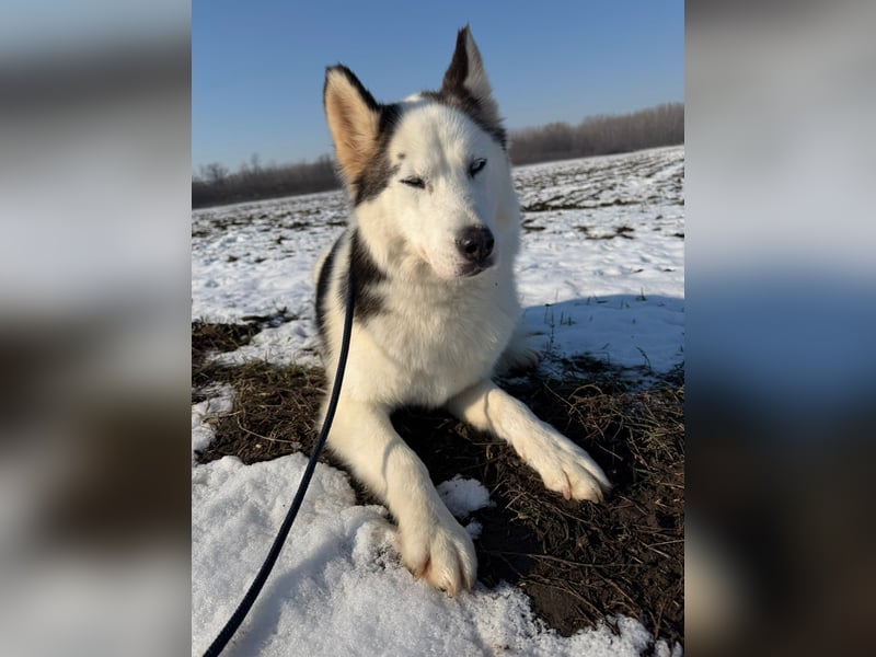 Skadi PP - Husky-Mädchen sucht ihren sicheren Hafen