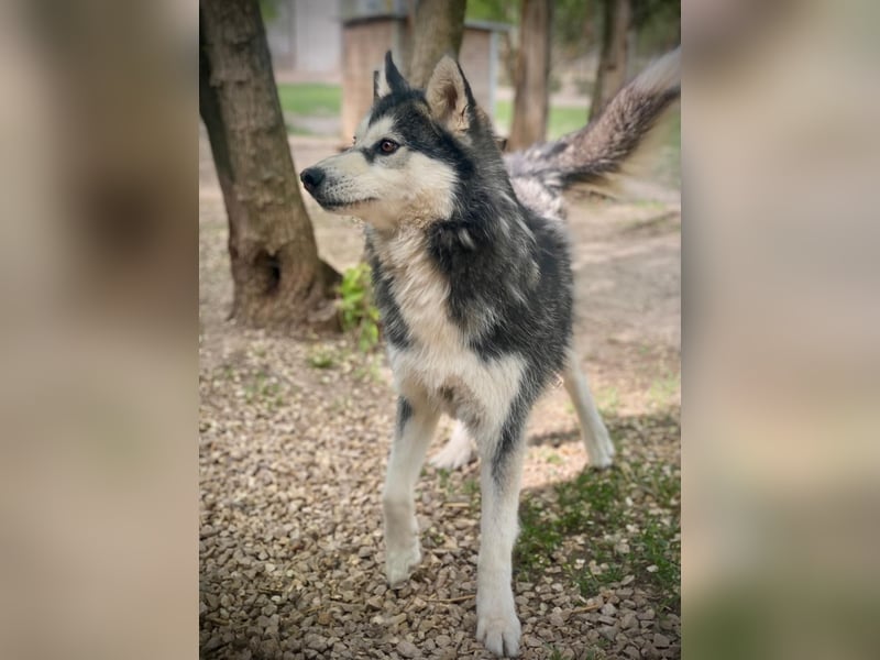 Magnus SI – Vorsichtiger Husky auf dem Weg zurück ins Leben
