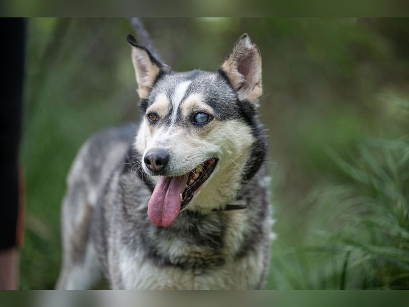 Dakota-VA – Schönheit mit Husky-Charme sucht Rasseliebhaber