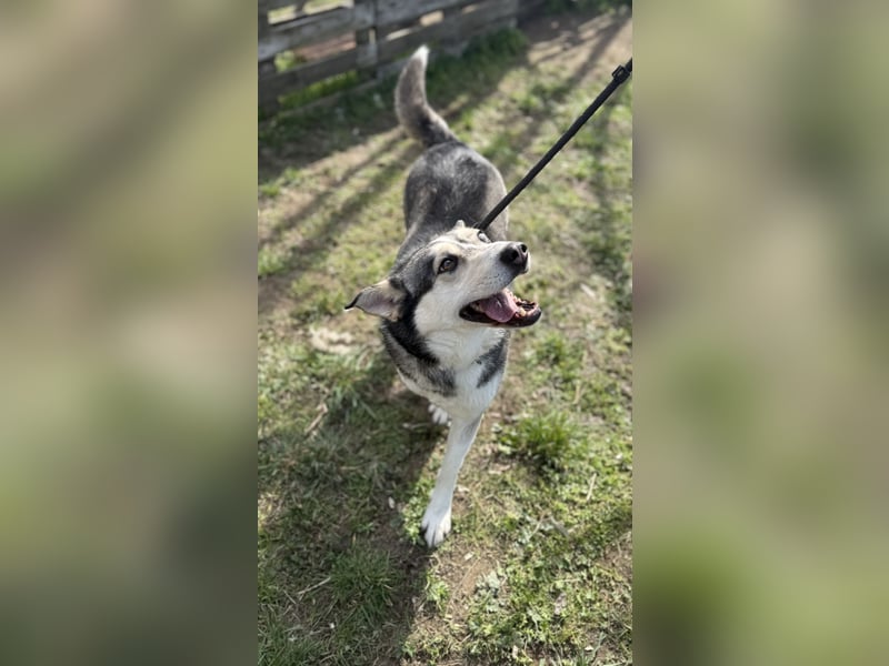 Dakota-VA – Schönheit mit Husky-Charme sucht Rasseliebhaber