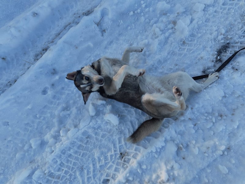 Dakota-VA – Schönheit mit Husky-Charme sucht Rasseliebhaber