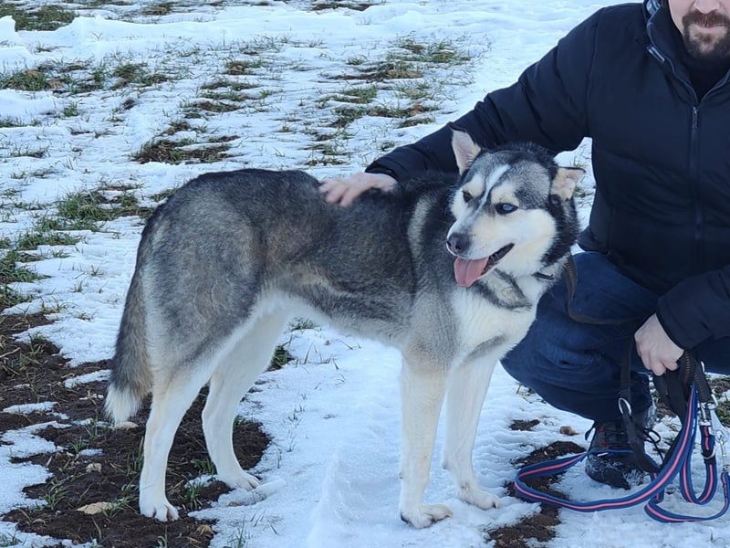 Dakota-VA – Schönheit mit Husky-Charme sucht Rasseliebhaber