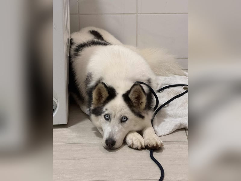 Skadi PP - Husky-Mädchen sucht ihren sicheren Hafen