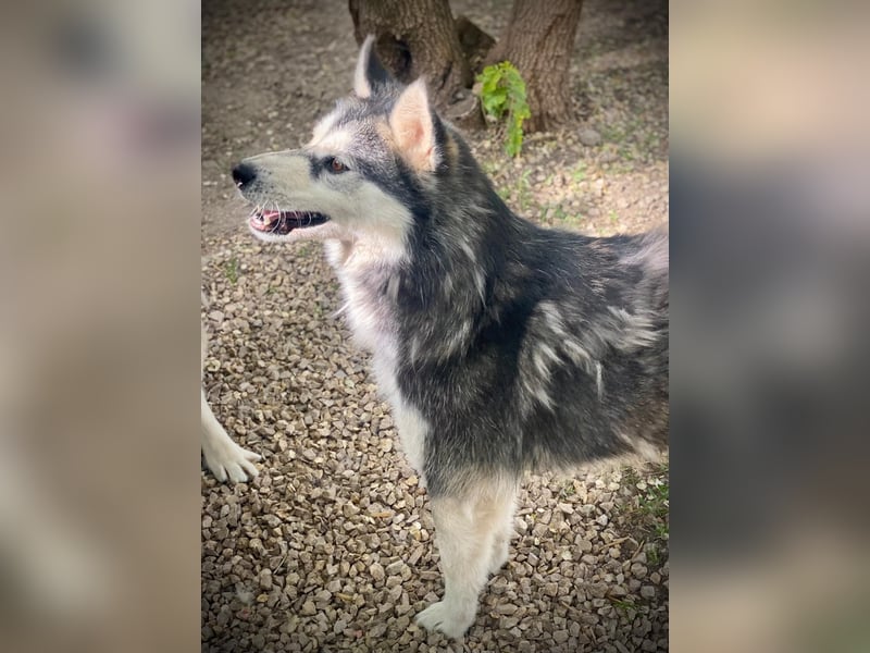 Magnus SI – Vorsichtiger Husky auf dem Weg zurück ins Leben