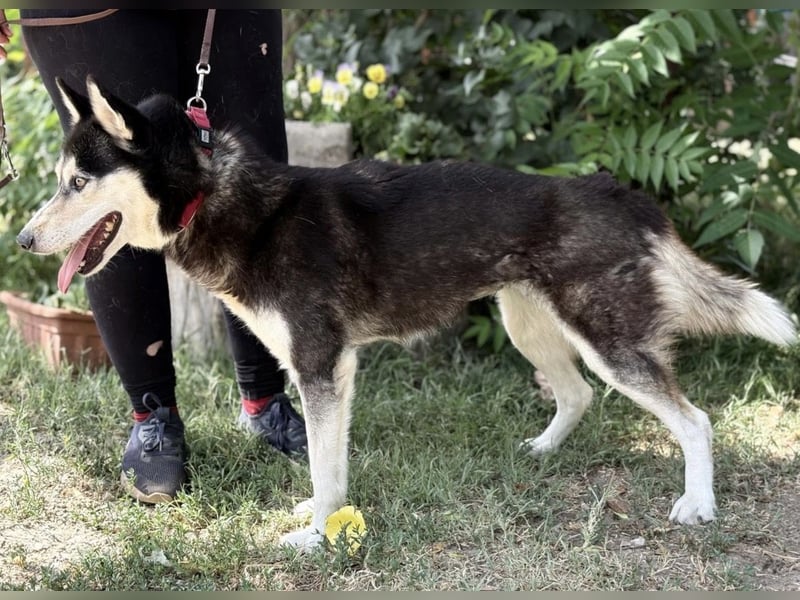 Meira-KK – sportliche Husky-Mix-Schönheit sucht aktive Abenteurer 