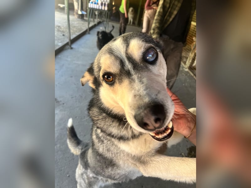 Dakota-VA – Schönheit mit Husky-Charme sucht Rasseliebhaber