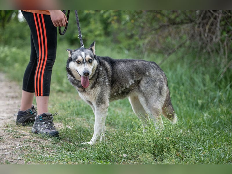 Dakota-VA – Schönheit mit Husky-Charme sucht Rasseliebhaber