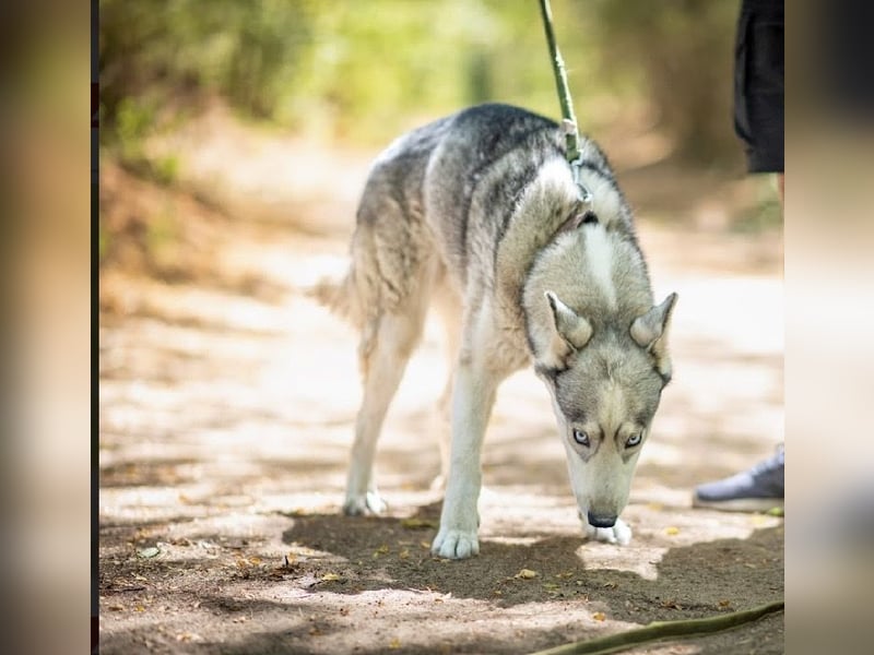 Shrei – ein hübscher Husky-Rüde sucht sein passendes Rudel