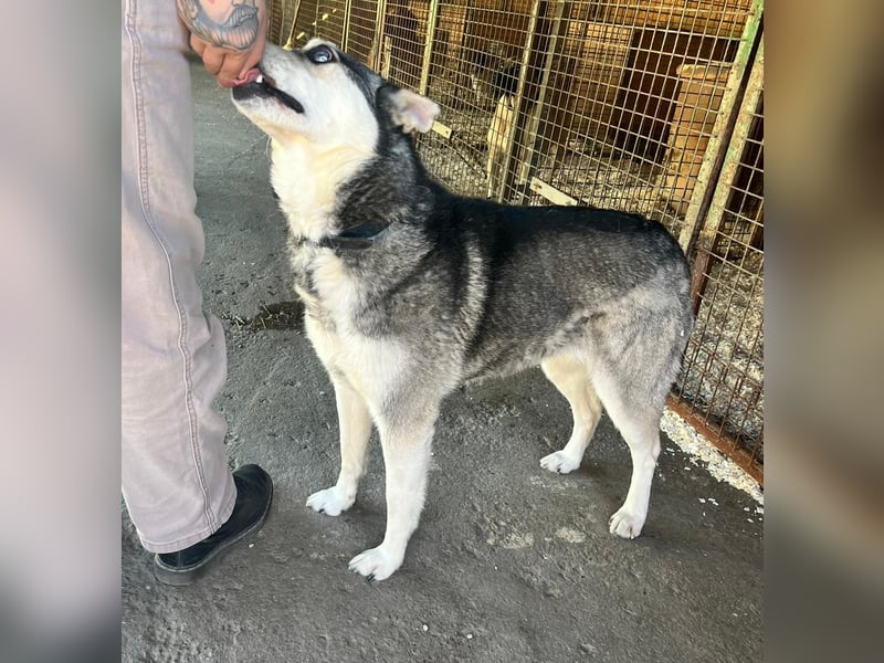 Dakota-VA – Schönheit mit Husky-Charme sucht Rasseliebhaber