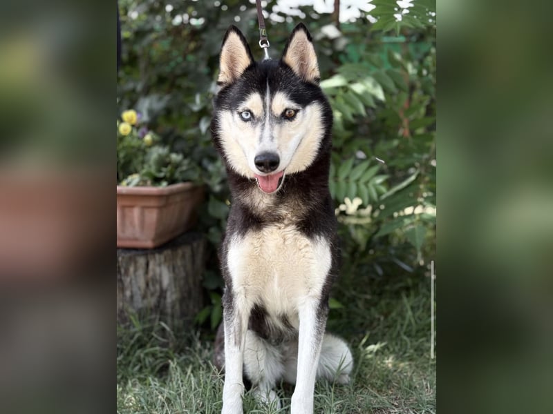 Meira-KK – sportliche Husky-Mix-Schönheit sucht aktive Abenteurer 