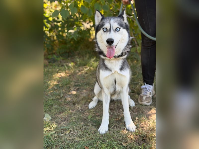 Maya – eine lebensfrohe Husky-Dame sucht ihr Für-immer-Zuhause