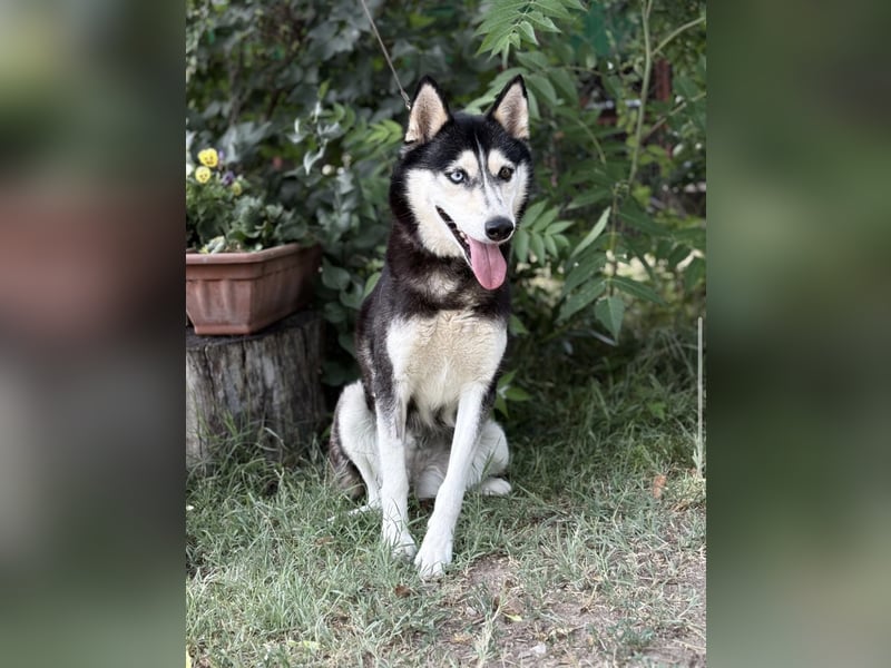 Meira-KK – sportliche Husky-Mix-Schönheit sucht aktive Abenteurer 