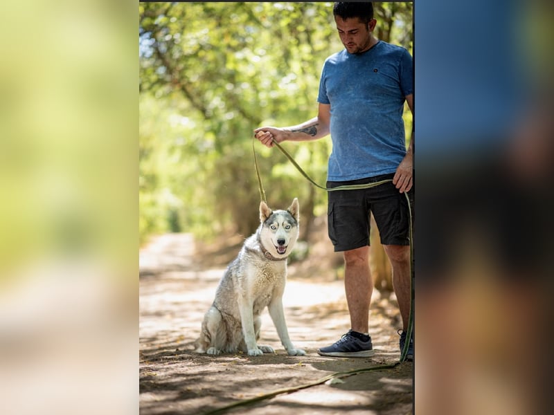 Shrei – ein hübscher Husky-Rüde sucht sein passendes Rudel