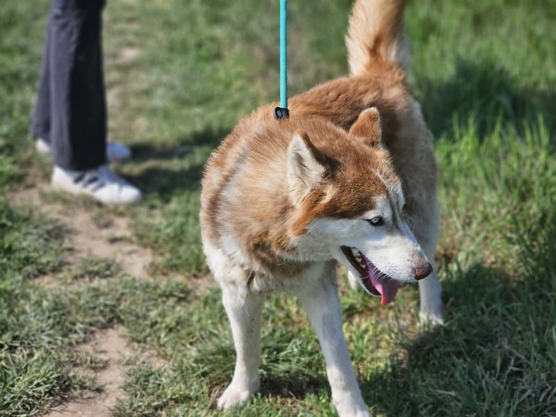 Heliosz, geb. 10.2024, 59cm, sucht ein aktives zu Hause