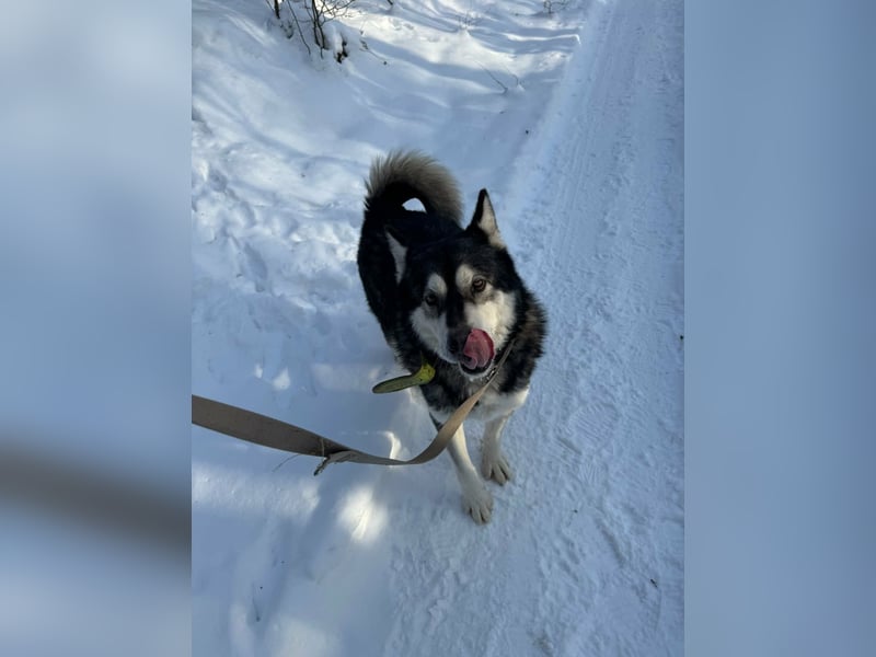 Diego, geboren 2017, 60cm sucht Husky-Fan