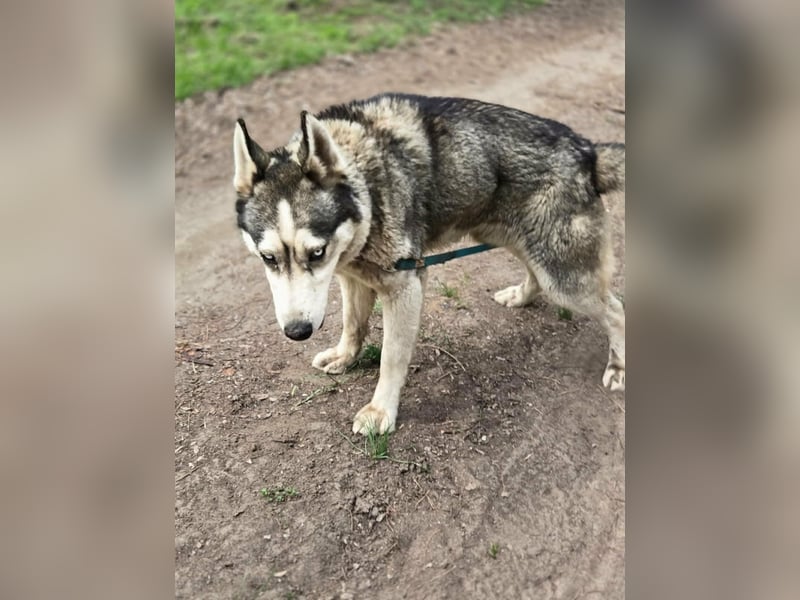 Mylot, geboren 01.01.2025, 55cm sucht Aktivität