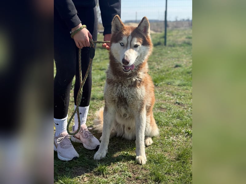 Heliosz, geboren 01.10.2024, 59cm sucht aktive Menschen