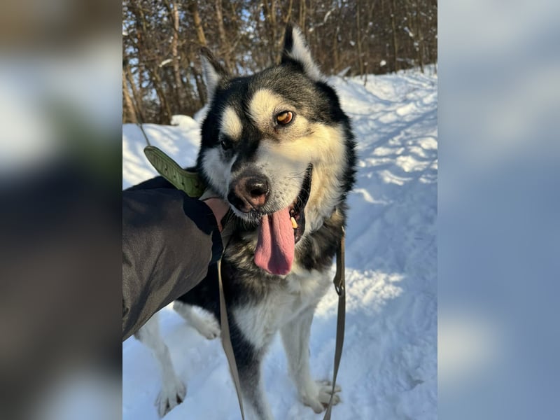 Diego, geboren 2017, 60cm sucht Husky-Fan