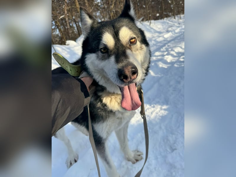 Diego, geboren 2017, 60cm sucht Husky-Fan