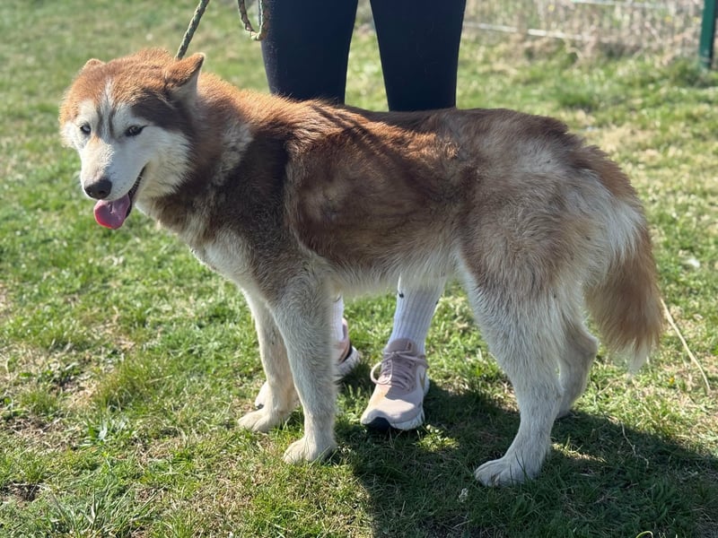 Heliosz, geboren 01.10.2024, 59cm sucht aktive Menschen