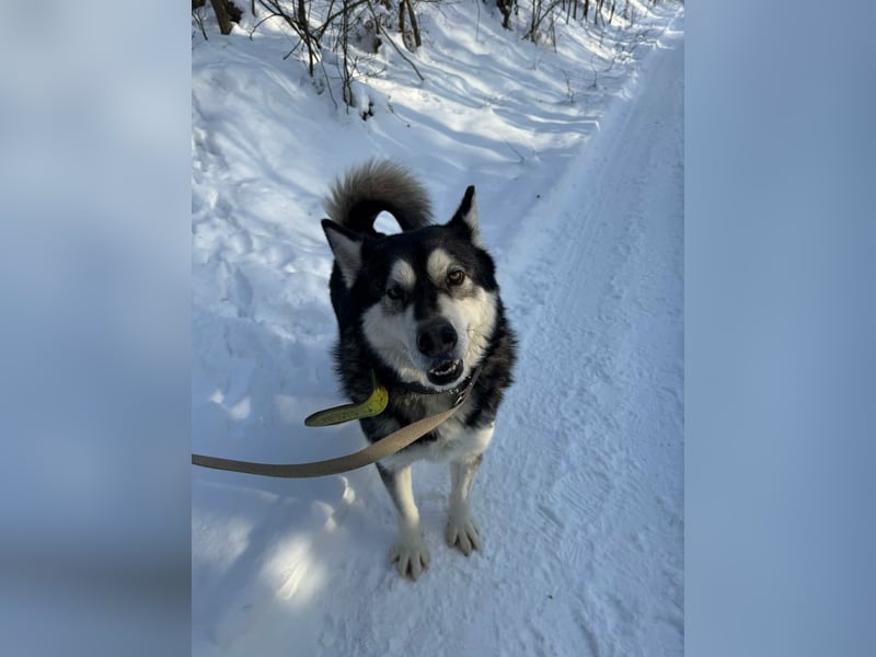 Diego, geboren 2017, 60cm sucht Husky-Fan