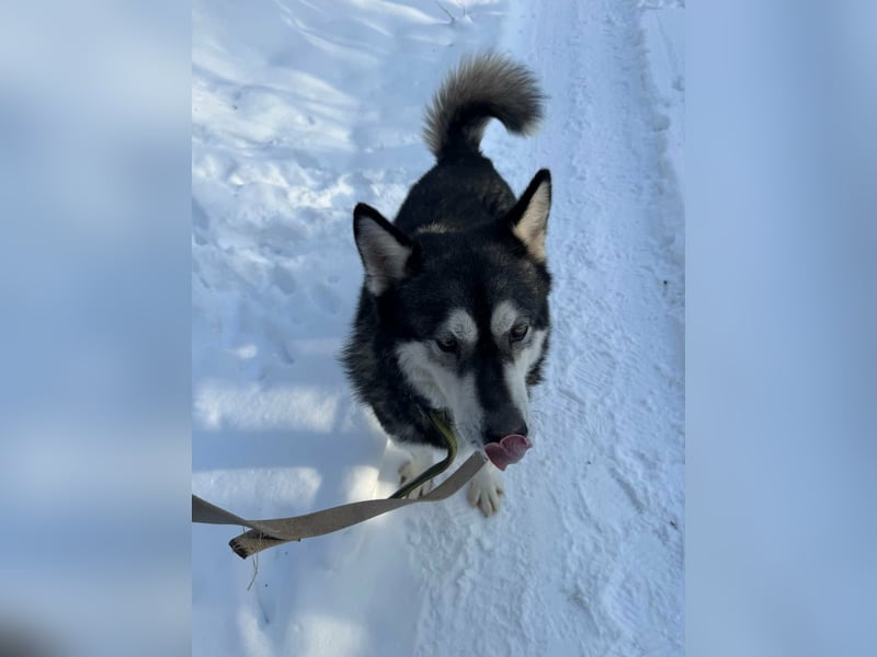 Diego, geboren 2017, 60cm sucht Husky-Fan