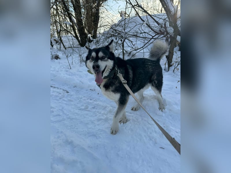 Diego, geboren 2017, 60cm sucht Husky-Fan