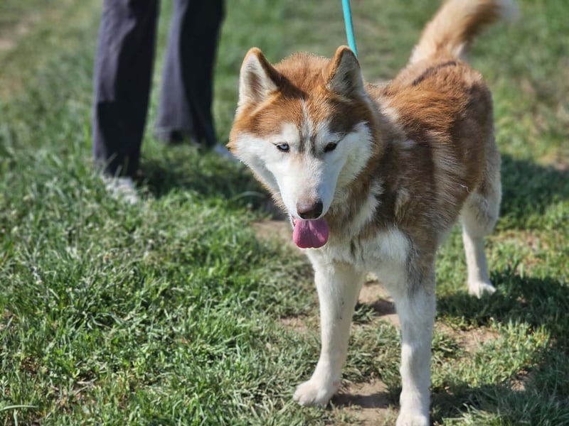 Heliosz, geb. 10.2024, 59cm, sucht ein aktives zu Hause