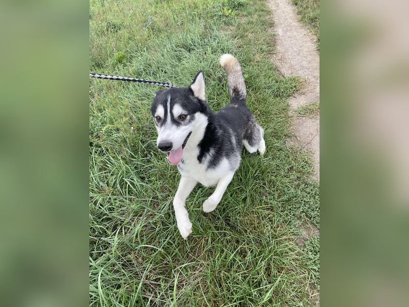 Sky, geboren 01.08.2024, 56cm sucht Husky-Liebhaber