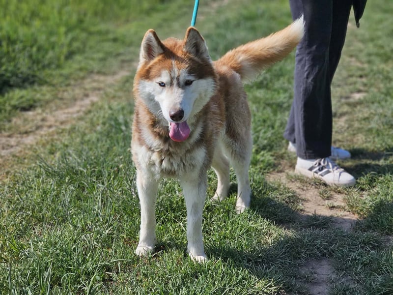 Heliosz, geb. 10.2024, 59cm, sucht ein aktives zu Hause