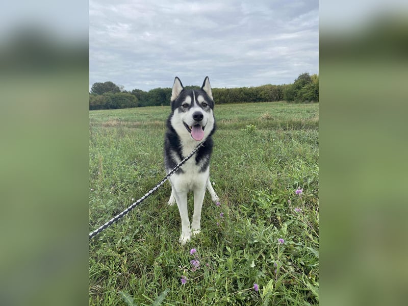 Sky, geboren 01.08.2024, 56cm sucht Husky-Liebhaber