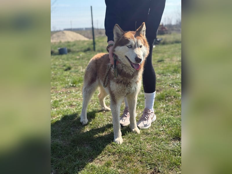 Heliosz, geboren 01.10.2024, 59cm sucht aktive Menschen