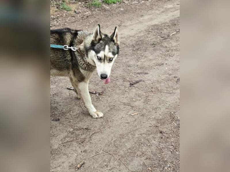 Mylot, geboren 01.01.2025, 55cm sucht Aktivität