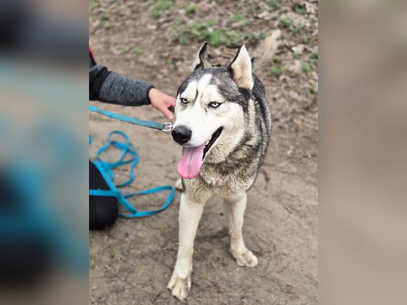 Mylot, geboren 01.01.2025, 55cm sucht Aktivität