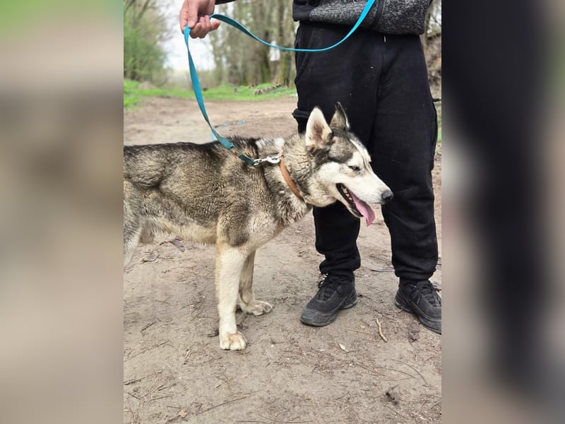 Mylot, geboren 01.01.2025, 55cm sucht Aktivität