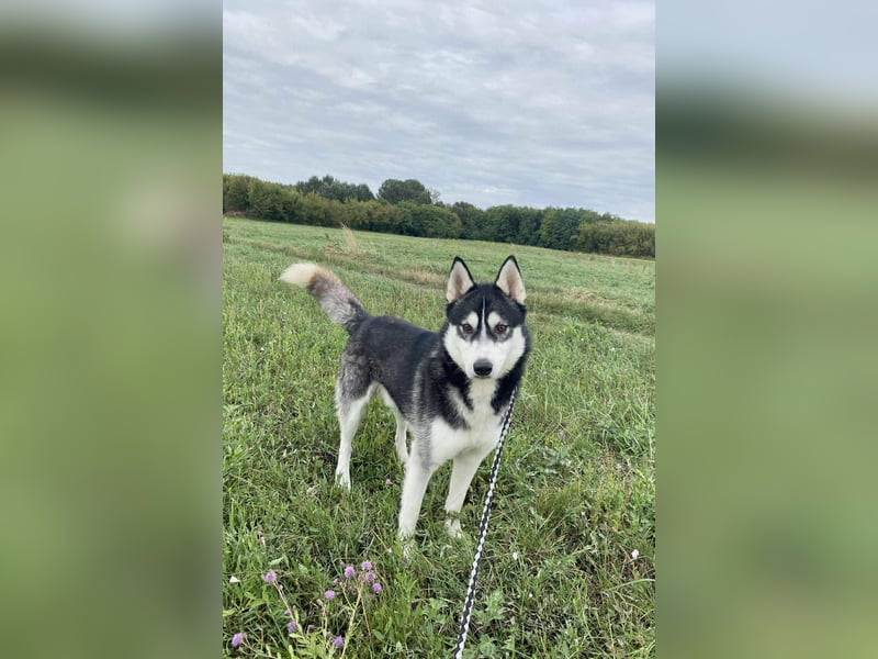 Sky, geboren 01.08.2024, 56cm sucht Husky-Liebhaber