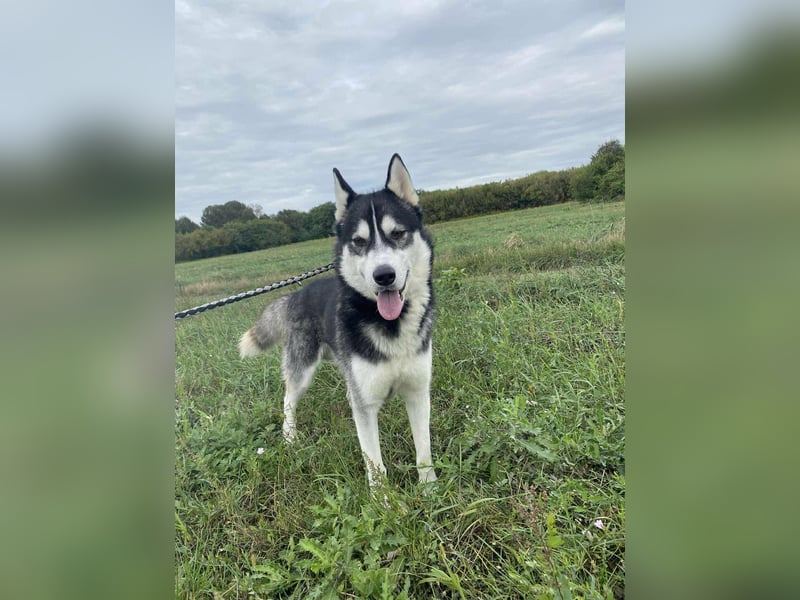 Sky, geboren 01.08.2024, 56cm sucht Husky-Liebhaber