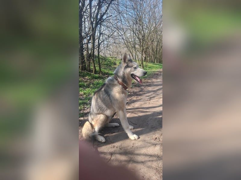 Shrei, geboren 17.11.2020 sucht Husky Menschen