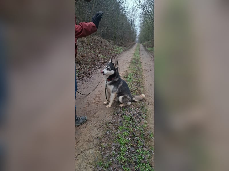Sky, geboren 01.08.2024, 56cm sucht Husky-Liebhaber