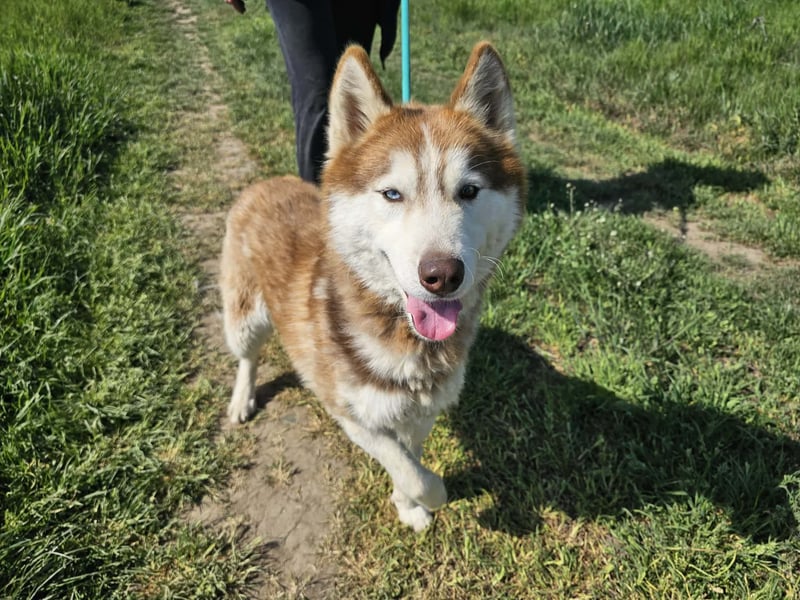 Heliosz, geb. 10.2024, 59cm, sucht ein aktives zu Hause