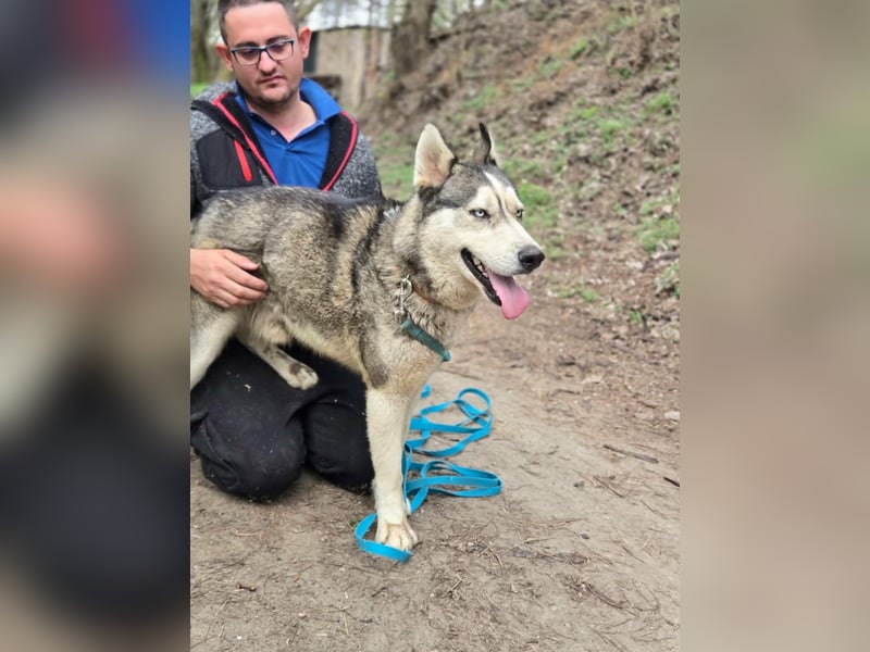 Mylot, geboren 01.01.2025, 55cm sucht Aktivität