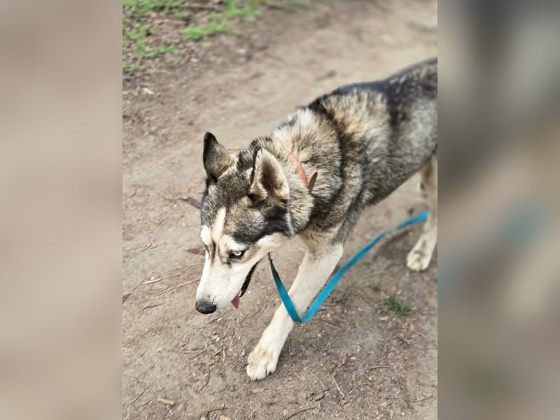 Mylot, geboren 01.01.2025, 55cm sucht Aktivität