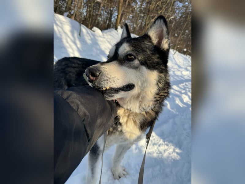 Diego, geboren 2017, 60cm sucht Husky-Fan