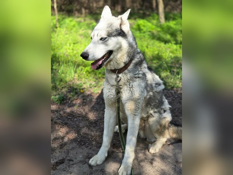 Shrei, geboren 17.11.2020 sucht Husky Menschen